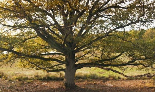 La Quercia E I Suoi Abitanti Recensione Del Documentario Di Laurent